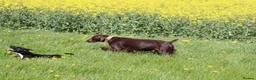 German Shorthaired Pointer dogs for sale: Beautiful KC GSP Puppies - Advert 5