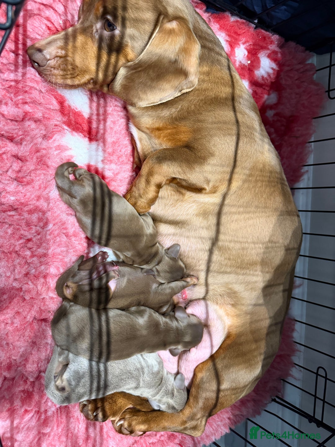 Miniature Dachshund dogs for sale: Mini smooth dachshund  - Advert 4