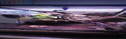 Gecko reptiles for sale: Male Crested Gecko with Full Exo Terra Setup in Bristol - Advert 2