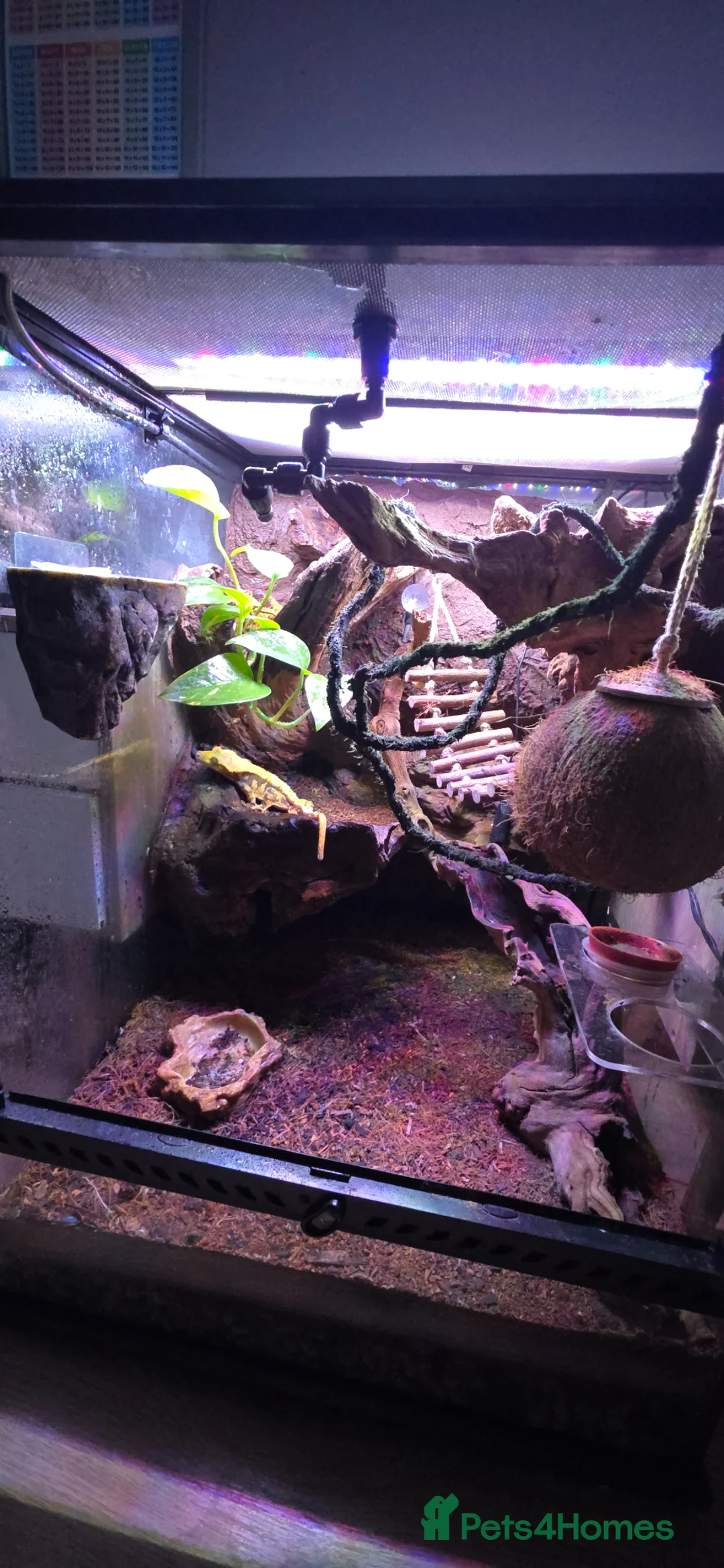 Gecko reptiles for sale: Male Crested Gecko with Full Exo Terra Setup in Bristol - Advert 2