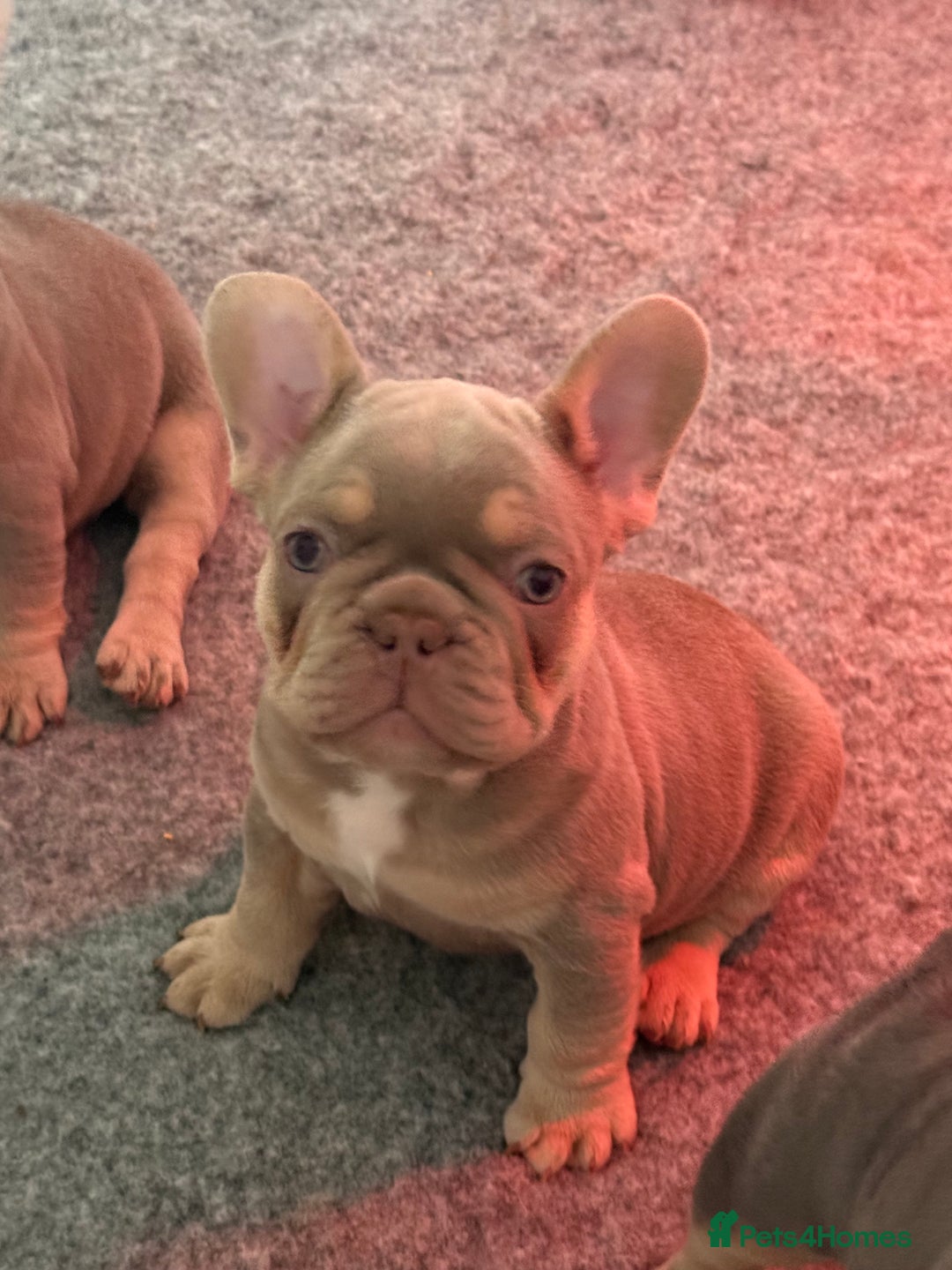 French Bulldog dogs for sale: French Bulldog Puppies - Image 5