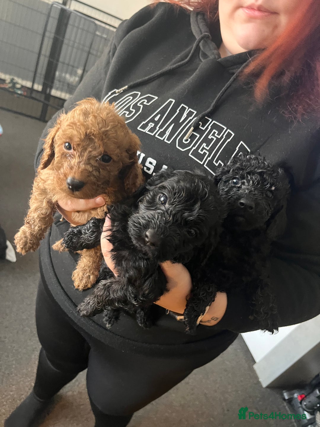 Cockapoo dogs for sale: F2 COCKAPOO PUPS FOR SALE - Advert 3