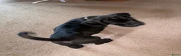 Cane Corso dogs for sale: Grand champion bloodline Cane Corso puppies  - Advert 29