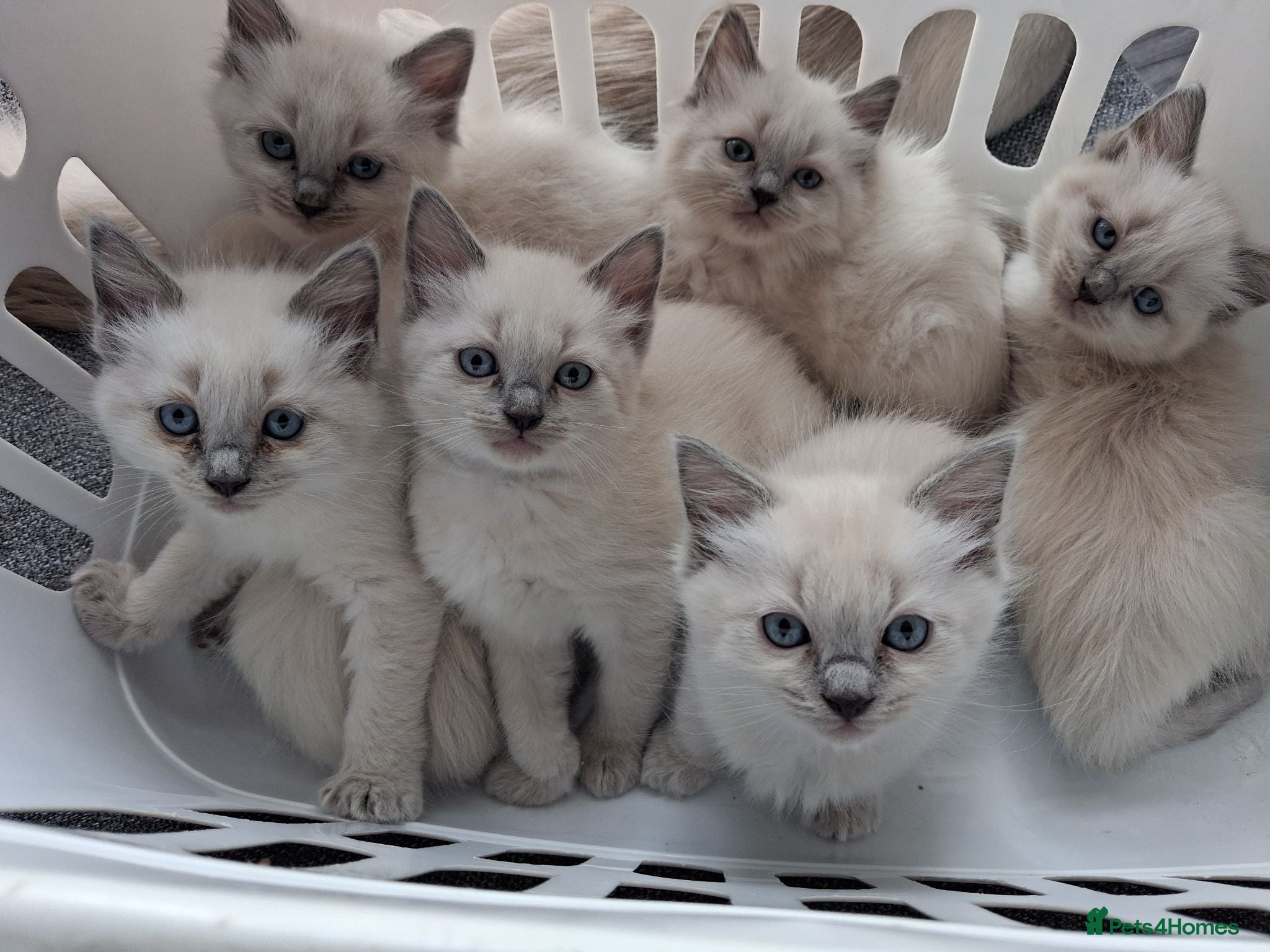 Ragdoll cats  4 handsome boys & 3 gorgeous girls💝🐺 - Advert 1
