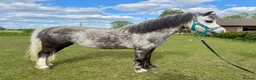 Welsh Section A horses for sale: Registered Welsh a grey mare  in Chipping Norton - Advert 1