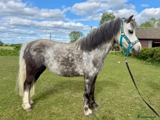 Welsh Section A horses Registered Welsh a grey mare - Advert 15