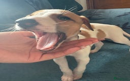 Whippet dogs for sale: 8 WHIPPET PUPPIES   - Image 27