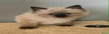 Ragdoll Kitten 4