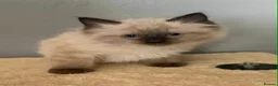 Ragdoll cats for sale: Ragdoll kittens ready now - Advert 7