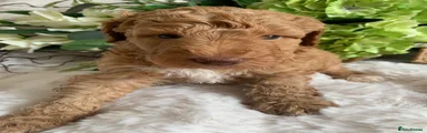 Australian Labradoodle 4