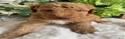 Australian Labradoodle dogs for sale: DNA TESTED AUSTRALIAN LABRADOODLE PUPPIES  - Advert 10