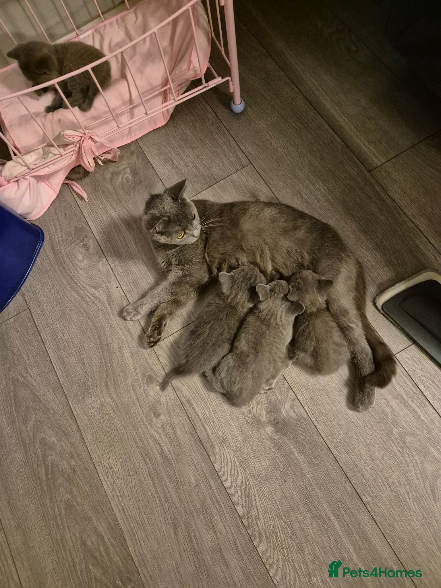 British Shorthair cats British shorthair kittens - Advert 1