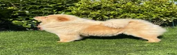 Chow Chow dogs for sale: Loving adoption home - Advert 1