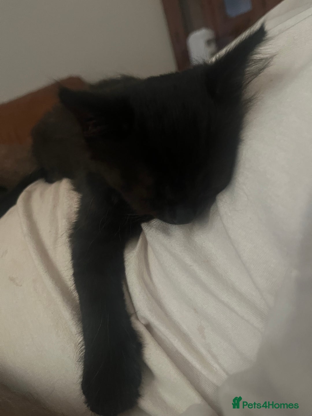 Mixed Breed cats for sale: 4 Adorable kittens - Image 6