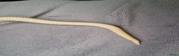 Snake reptiles for sale: CB22 Male Hognose Snake Arctic Albino Superconda - Advert 7