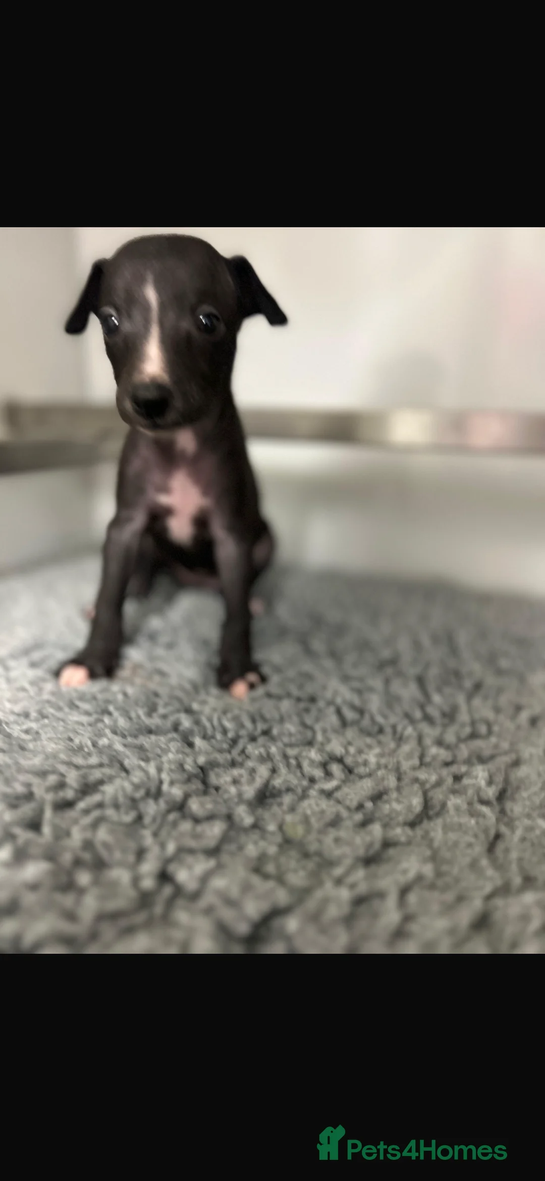 Whippet dogs for sale: KC REGISTERED WHIPPETS  in Liverpool - Advert 26