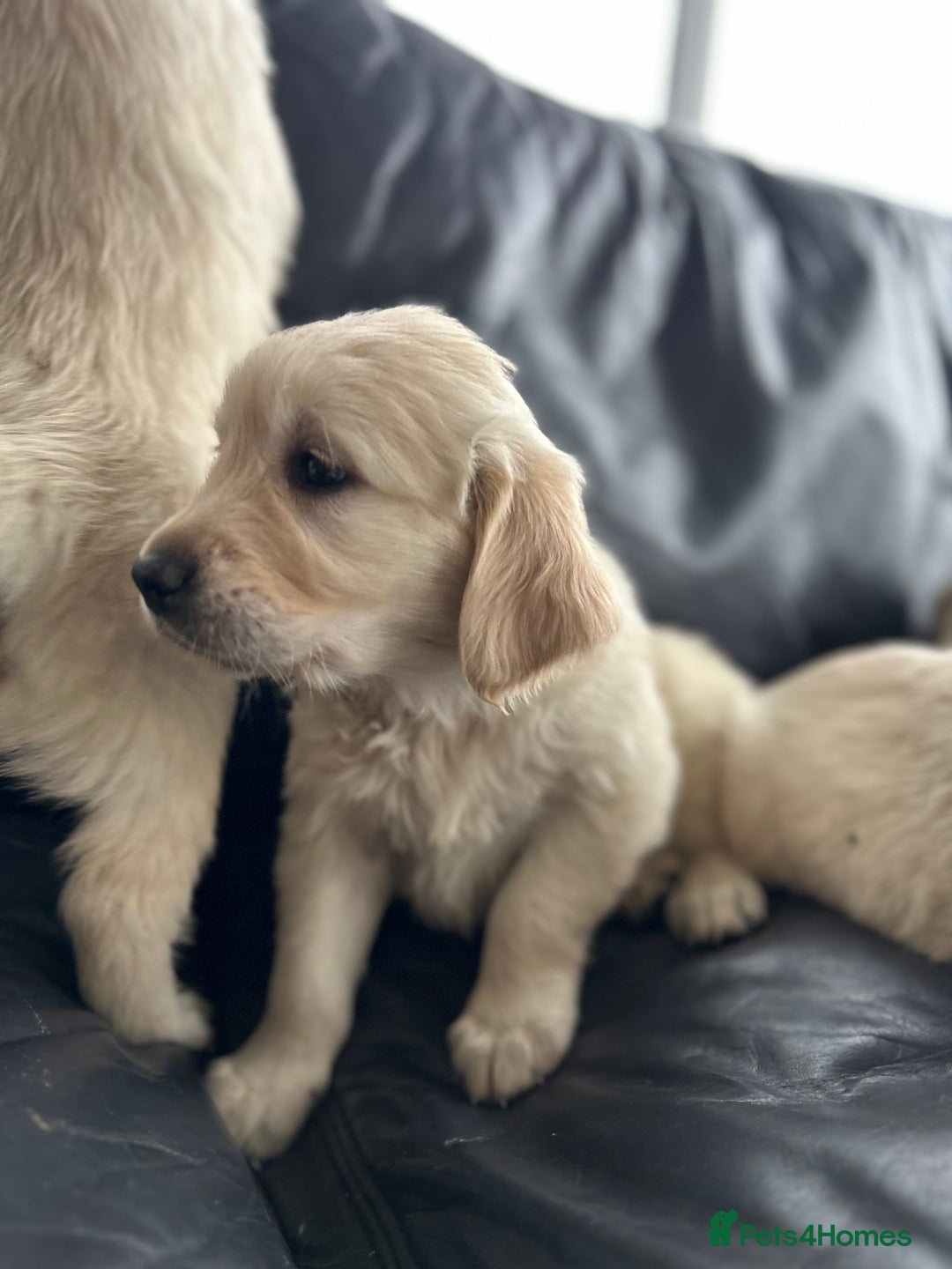 Golden Retriever dogs for sale: Beautiful Golden Retriever Puppies  - Image 22
