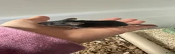 Mouse rodents for sale: Baby mice  - Advert 7
