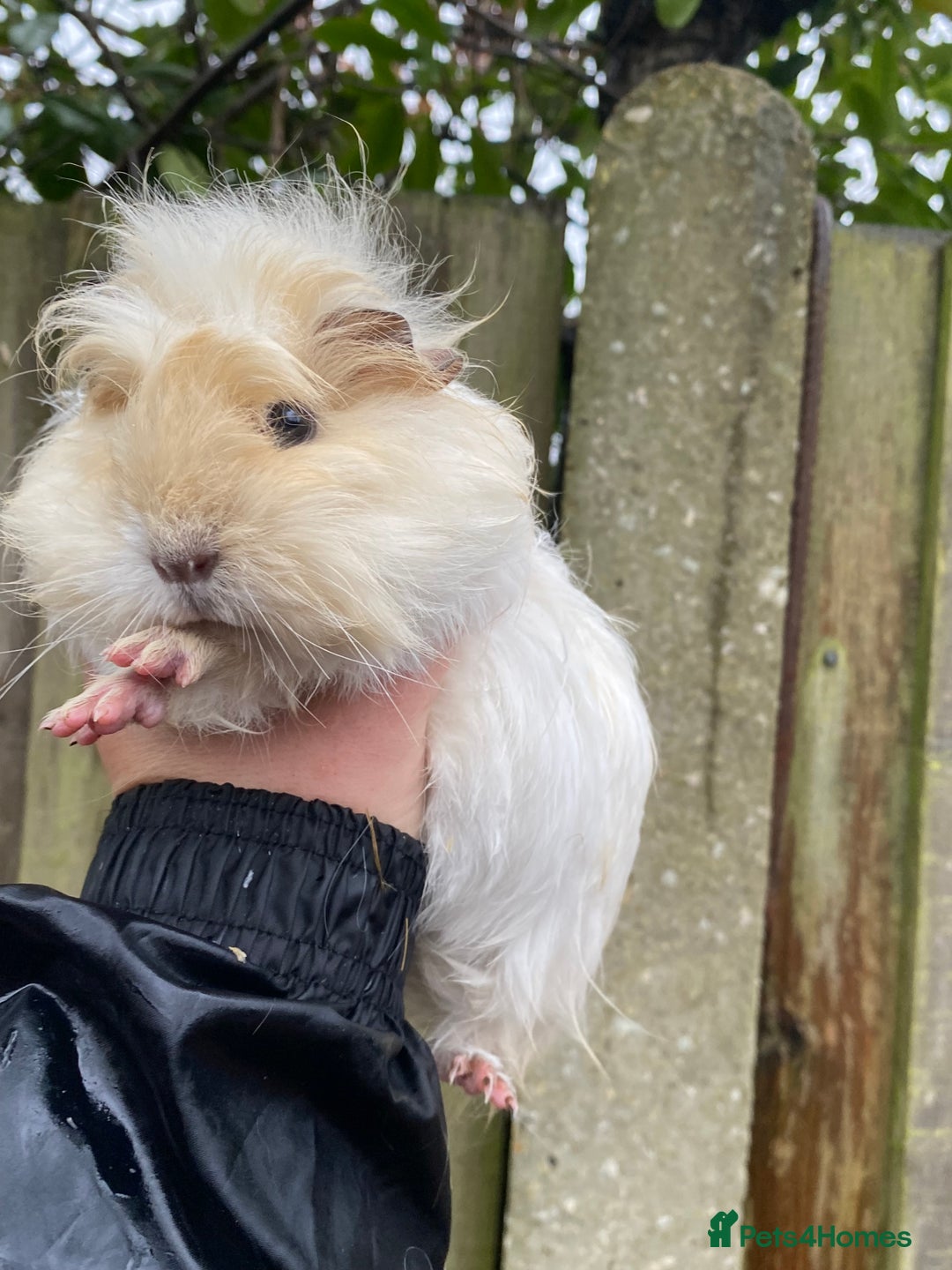 Guinea Pig rodents for sale: Fluffy long haired Peruvian cross Sheltie babies - Advert 15