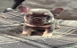 French Bulldog dogs for sale: Beautiful female frenchie  - Image 1