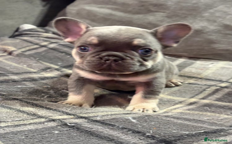 French Bulldog dogs - Advert 1