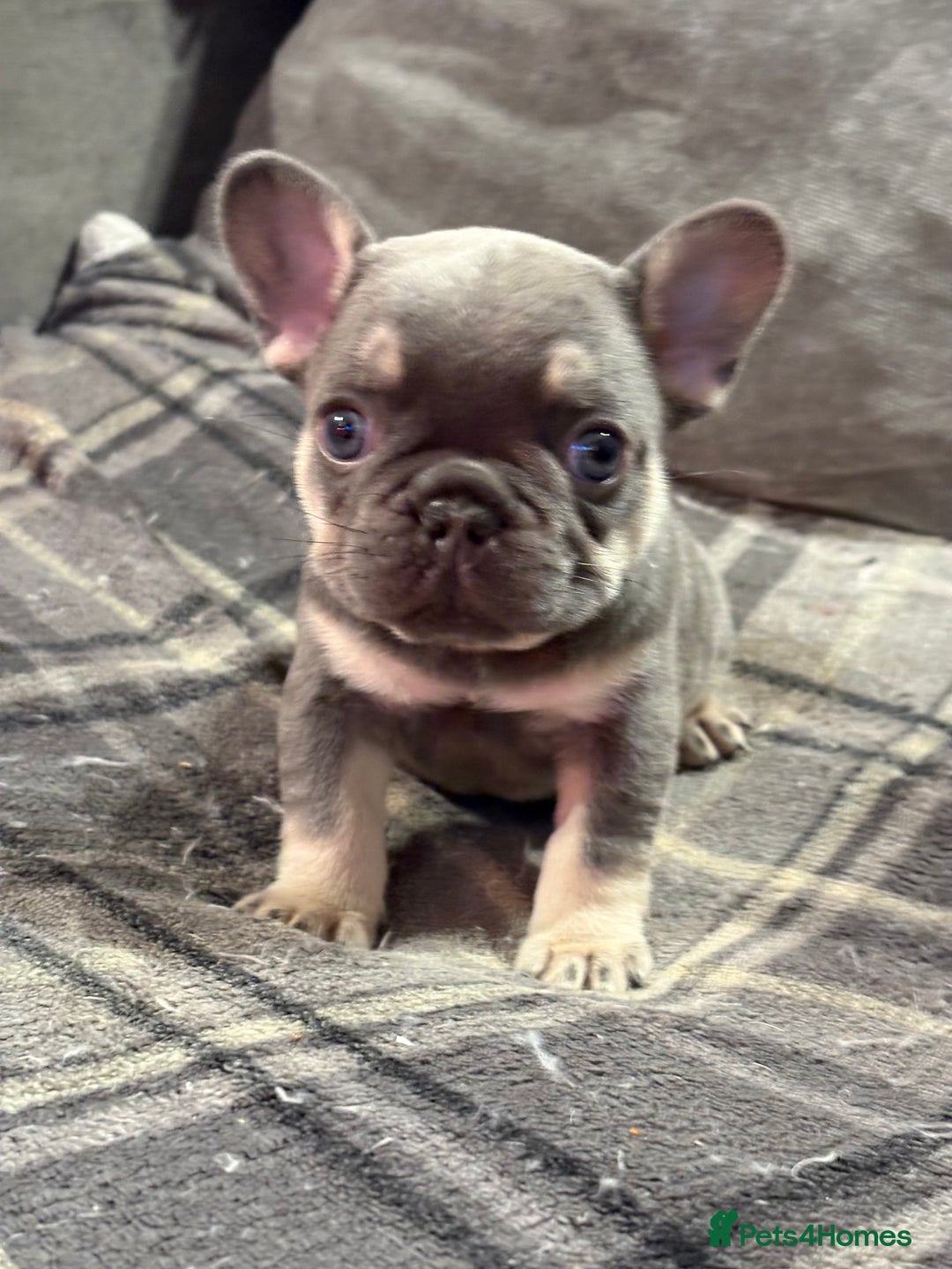 French Bulldog dogs for sale: Beautiful female frenchie  - Image 1