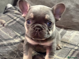 French Bulldog dogs - Advert 3