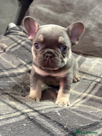French Bulldog dogs - Advert 4