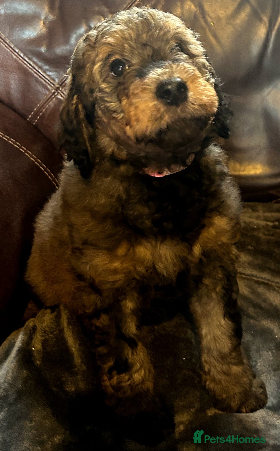 Labradoodle dogs for sale: stunning F2 labradoodle puppies... Available now - Advert 11