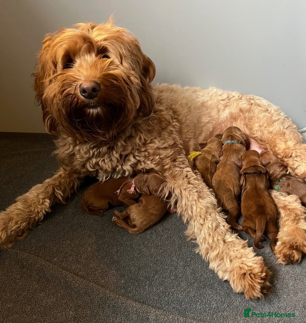 Mixed Breed dogs for sale: Mini Red Double Doodles  - Advert 1