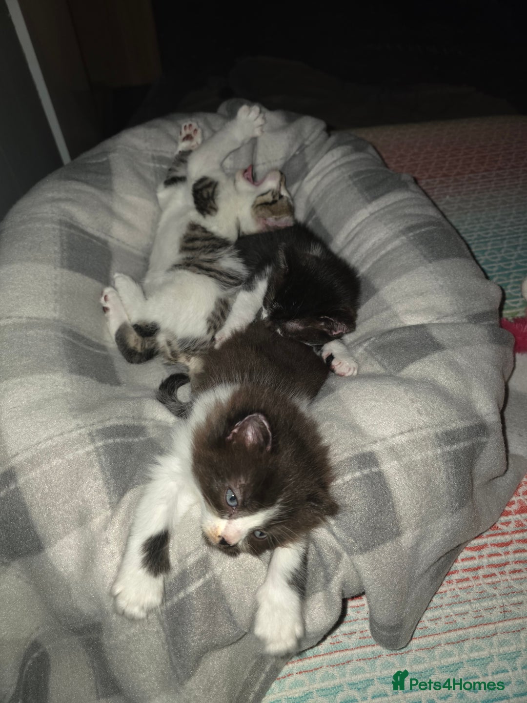 Mixed Breed cats for sale: 3 adorable kittens. Mum is half ragdoll - Advert 5