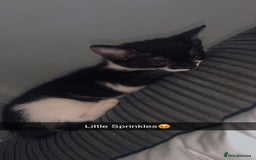 Mixed Breed cats for sale: 8 Week Old Kittens - Image 7