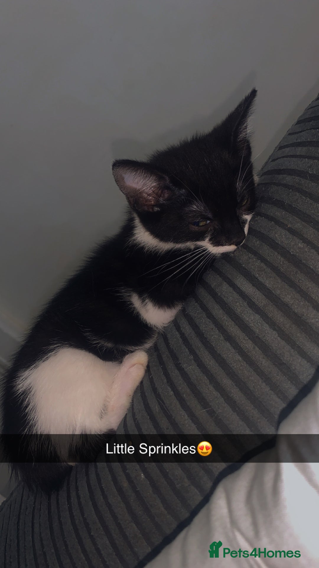 Mixed Breed cats for sale: 8 Week Old Kittens - Image 7