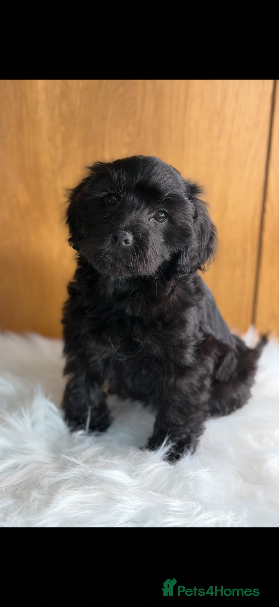 Cavapoo dogs ❤️ Ready now males and females ❤️ - Advert 3
