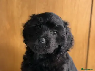 Cavapoo dogs ❤️ Ready now males and females ❤️ - Advert 5