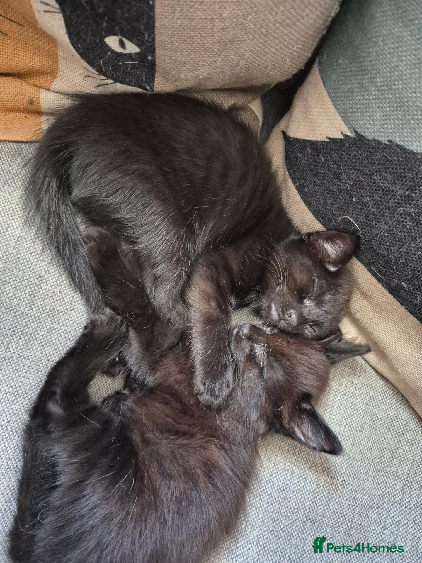 Mixed Breed cats Kittens for sale - Advert 1
