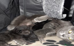 Oriental cats for sale: Oriental x kittens - Image 1