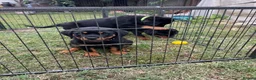 Rottweiler dogs for sale: KC-registered Rottweiler puppies - Advert 7