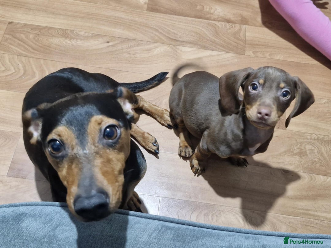 Mixed Breed dogs for sale: Last girl remaining  - Advert 3