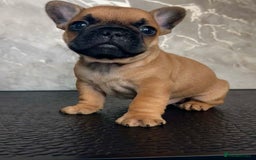 French Bulldog dogs for sale: Champion Sired Fawn / red fawn French bulldogs - Advert 9