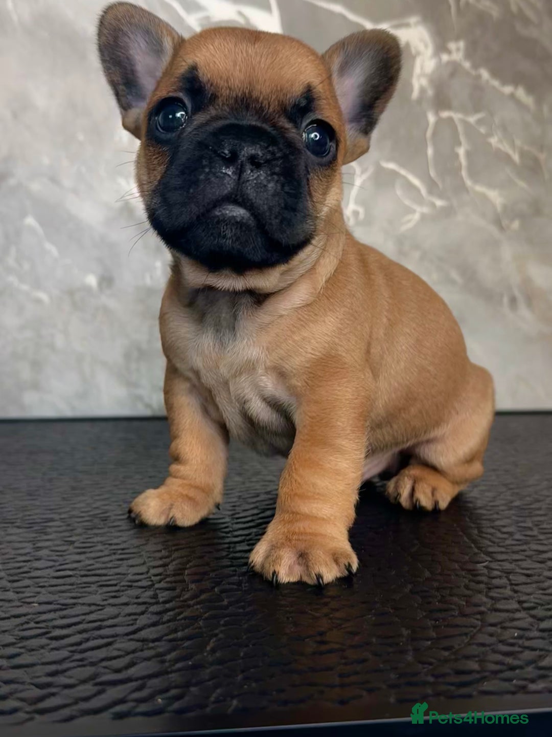 French Bulldog dogs for sale: Champion Sired Fawn / red fawn French bulldogs - Advert 9