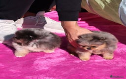 Pomeranian dogs for sale: Adorable Pomeranian Puppies for Sale. - Image 2