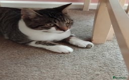 Mixed Breed cats for sale: Lovely bengal x boy for sale. in Plymouth - Image 3