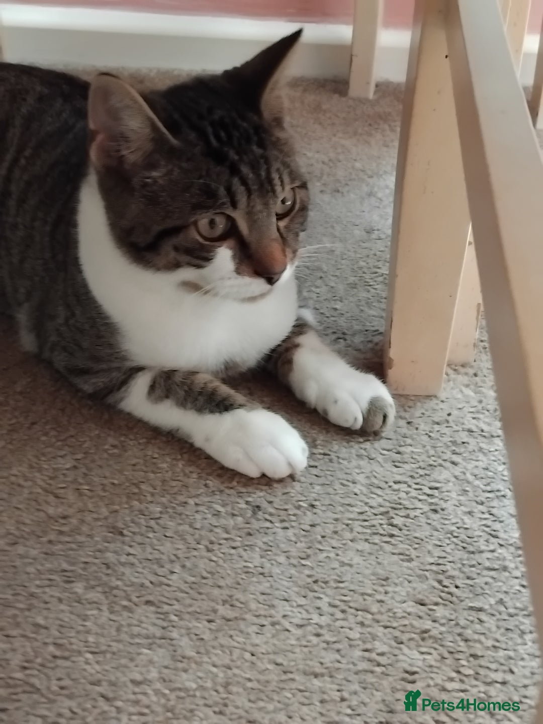 Mixed Breed cats for sale: Lovely bengal x boy for sale. in Plymouth - Image 3