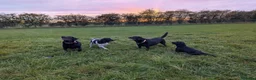 Cocker Spaniel dogs for sale: 5 yr old cocker spaniel  in Sleaford - Advert 4
