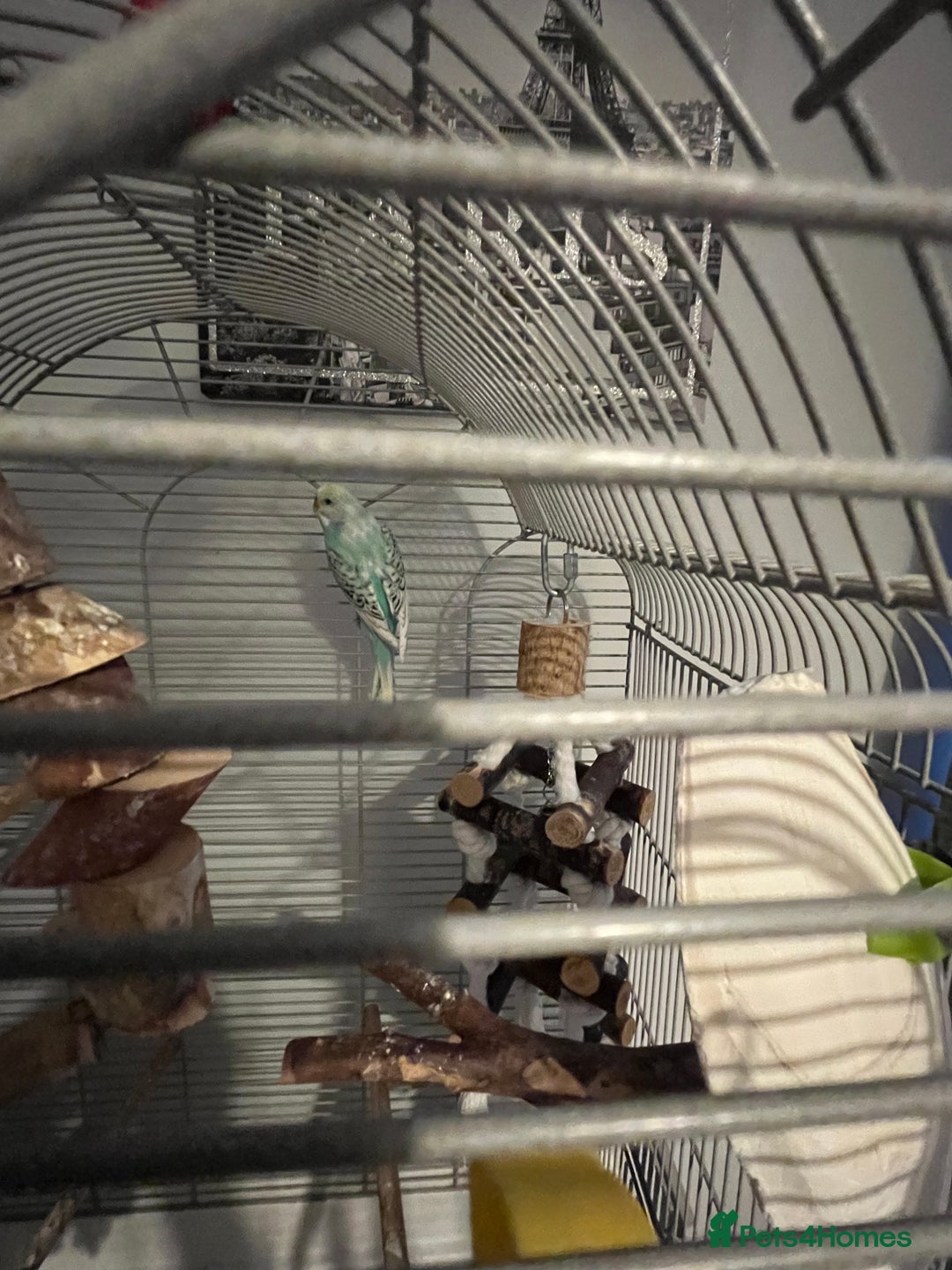 Budgerigars birds for sale: Gorgeous budgie  - Image 2