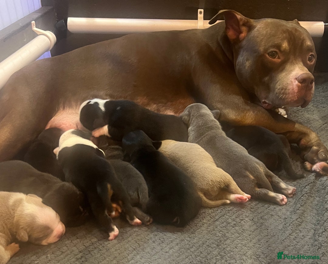 American Bully dogs for sale: Ready now! ABKC pocket bullies for sale.  - Advert 7