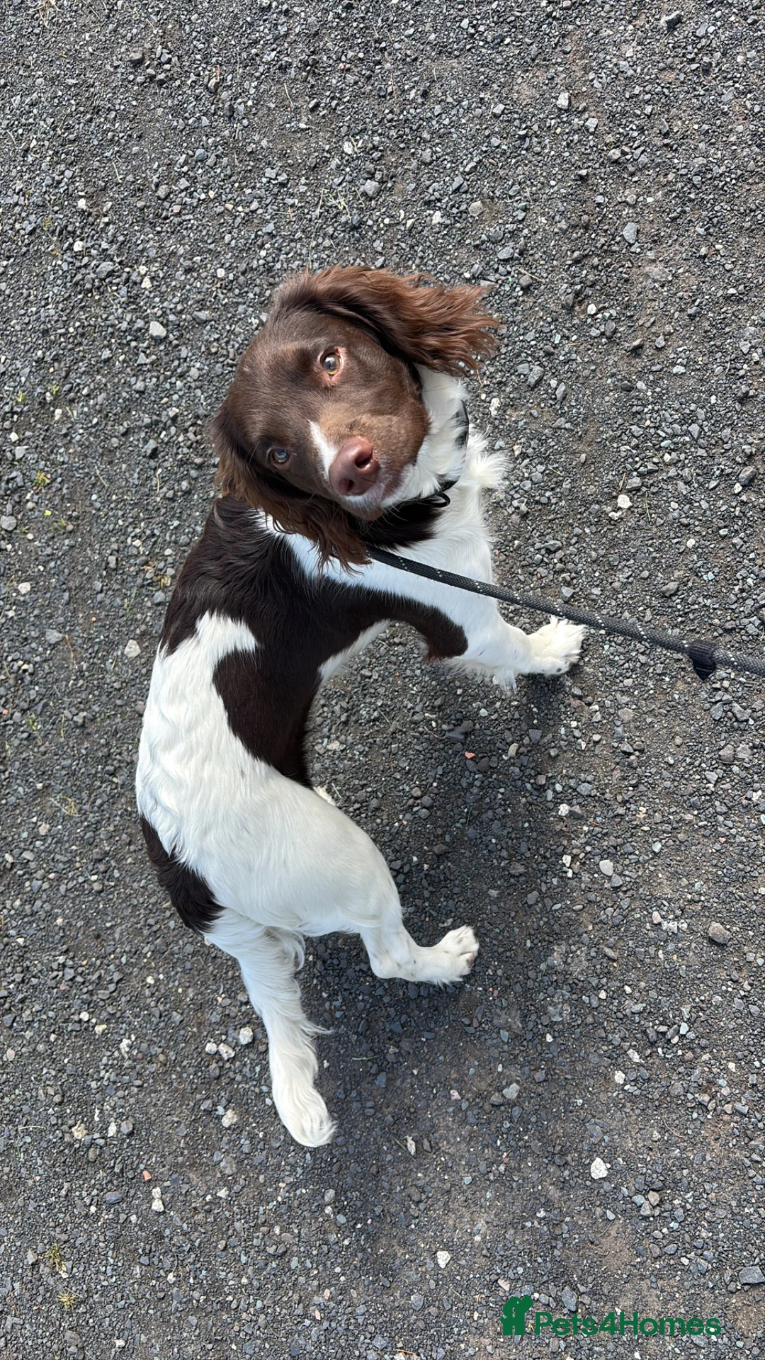 English Springer Spaniel dogs for sale: 6 month old pup for sale  - Advert 1