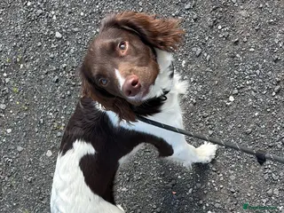 English Springer Spaniel dogs 6 month old pup for sale - Advert 10