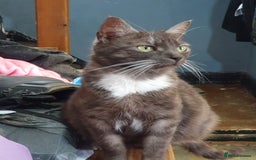 British Shorthair cats for sale: 5 British short hair cross silver bengle kittens - Image 8